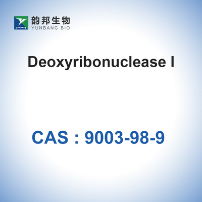 DNase I (＞400u/Mg) Deoxyribonuclease I Dari Pankreas Sapi CAS 9003-98-9