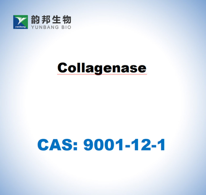 CAS 9001-12-1 Kolagenase TYPE I dari Clostridium histolyticum