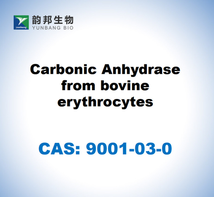 CAS 9001-03-0 Carbonic Anhydrase dari eritrosit sapi
