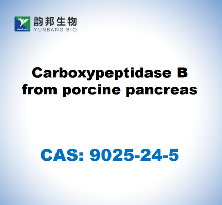 CAS 9025-24-5 Karboksipeptidase B dari pankreas babi