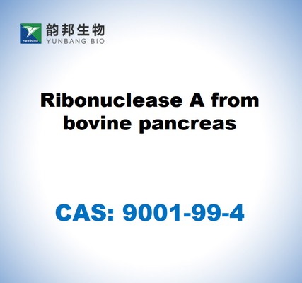 CAS 9001-99-4 Ribonukleasa A dari pankreas sapi