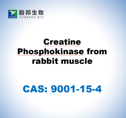 CAS 9001-15-4 Fosfokinase kreatin dari otot kelinci