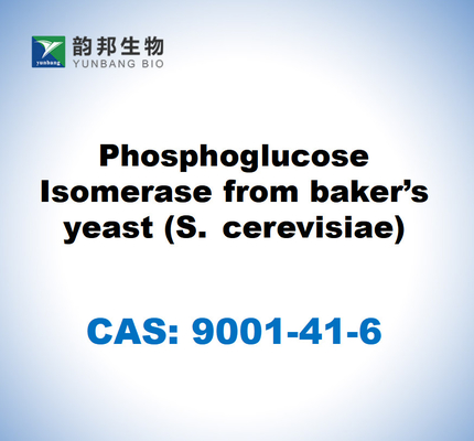 CAS 9001-41-6 Isomerase Fosfoglukosa dari ragi bakery (S. cerevisiae)