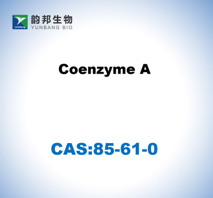 CAS 85-61-0 Koenzim A 85% Tingkat kultur sel