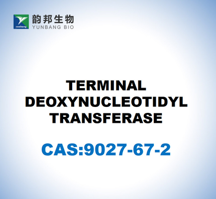 CAS 9027-67-2 TERMINAL DEOXYNUCLEOTIDYL TRANSFERASE