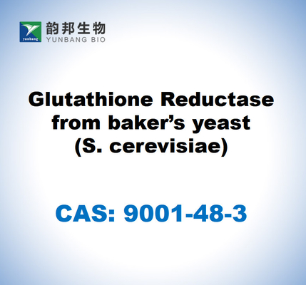 CAS 9001-48-3 Glutathione reductase dari ragi bakery (S. cerevisiae)
