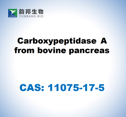 CAS 11075-17-5 Karboksipeptidase A dari pankreas sapi
