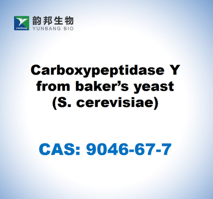 CAS 9046-67-7 Carboxypeptidase Y from baker's yeast (S. cerevisiae)
