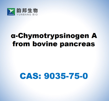 CAS 9035-75-0 α-Chymotrypsinogen A dari pankreas sapi