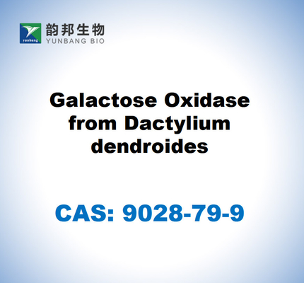 CAS 9028-79-9 Galactose Oxidase dari Dactylium dendroides