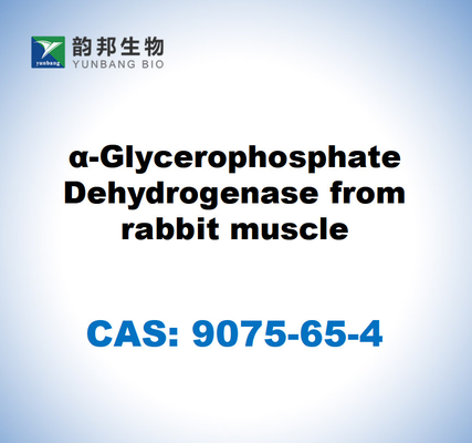 CAS 9075-65-4 α-Glycerophosphate Dehydrogenase dari otot kelinci
